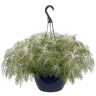 Artemisia MAKANA™ 'Silver'