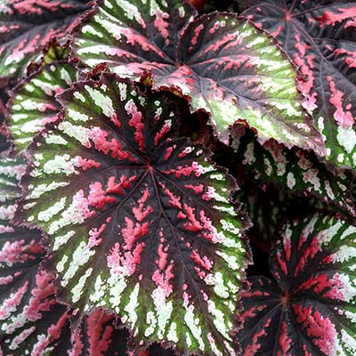 Begonia T REX® 'Painter's Palette'