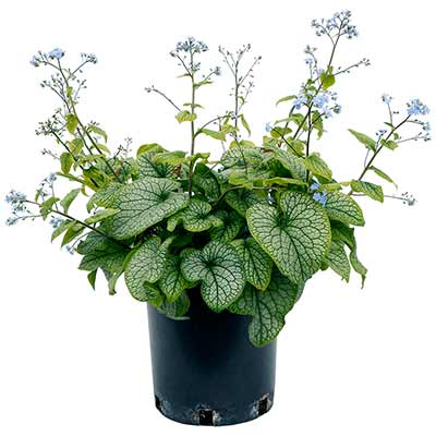 Brunnera 'Alexander's Great'