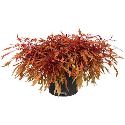 Coleus TERRA NOVA® 'Monkey Puzzle'