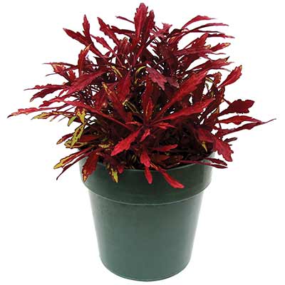 Coleus TERRA NOVA® 'Red Threads'