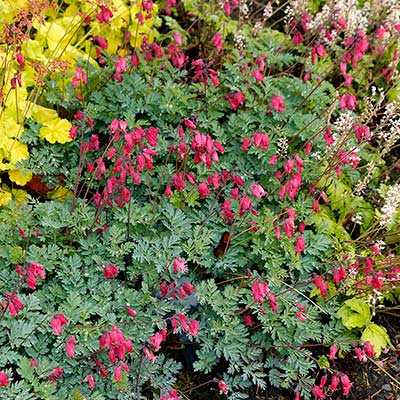 Dicentra 'Amore Rose'