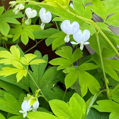 Dicentra 'White Gold'