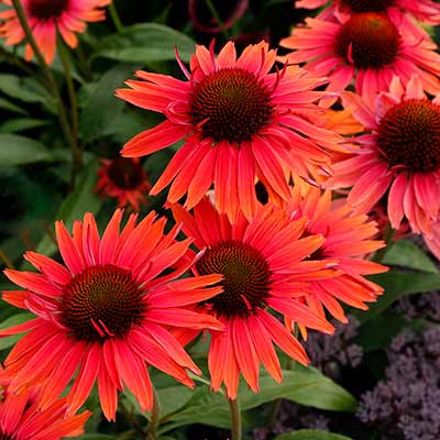 Echinacea 'Hot Lava'