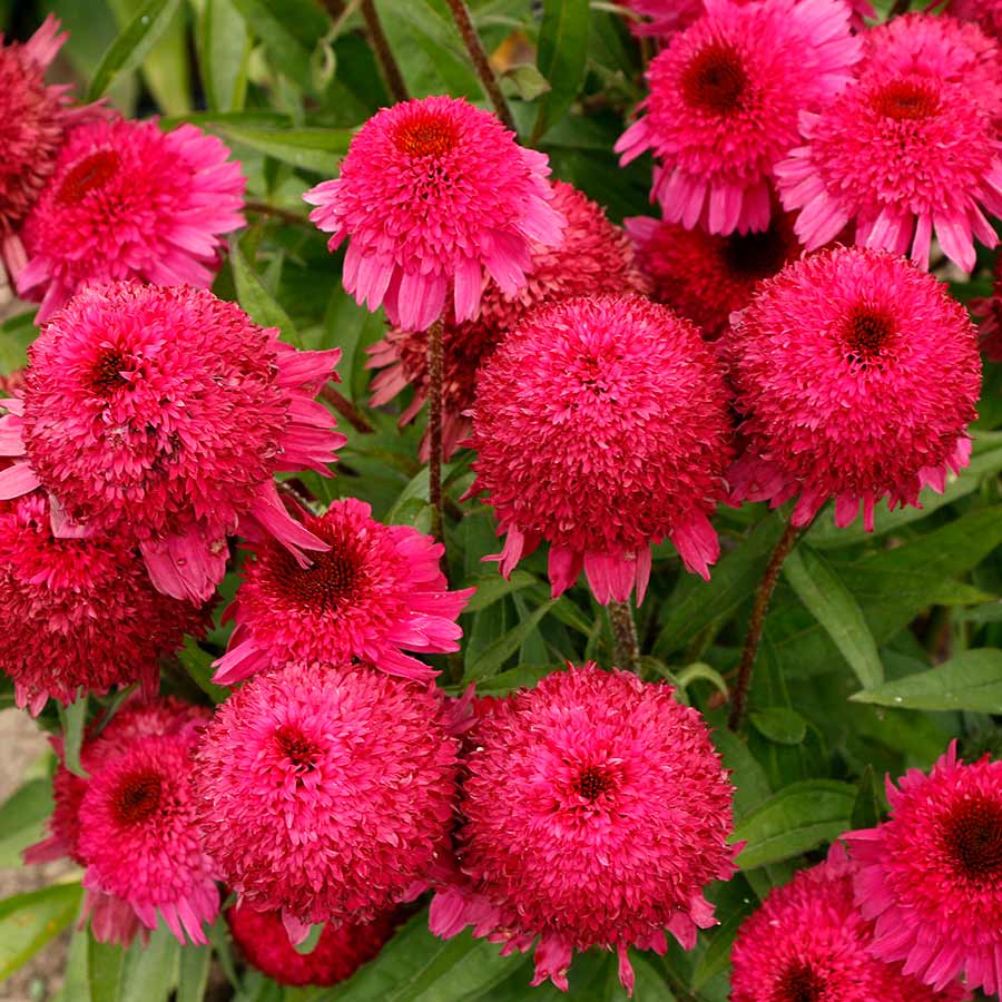 Echinacea PASO DOBLE™ 'Fuchsia'