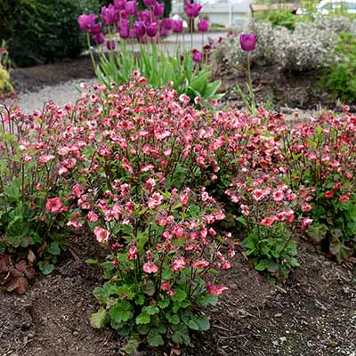 Geum TEMPO™ 'Rose'