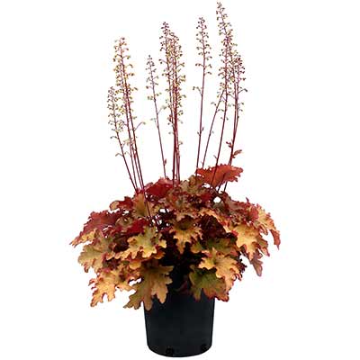 Heuchera 'Marmalade'