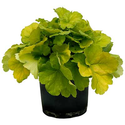 Heuchera NORTHERN EXPOSURE™ 'Lime'