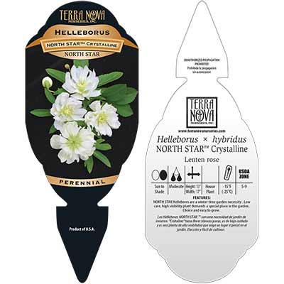 Helleborus NORTH STAR™ 'Crystalline' - Tag