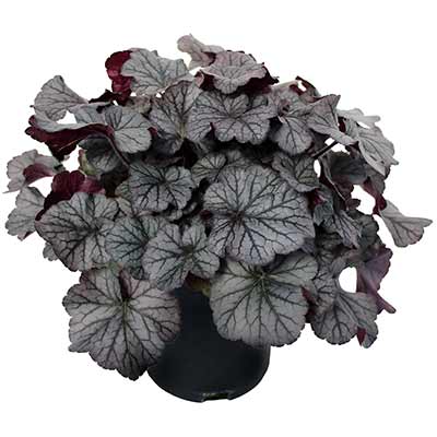 Heuchera NORTHERN EXPOSURE™ 'Silver'