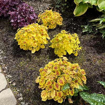 Heucherella 'Solar Power'