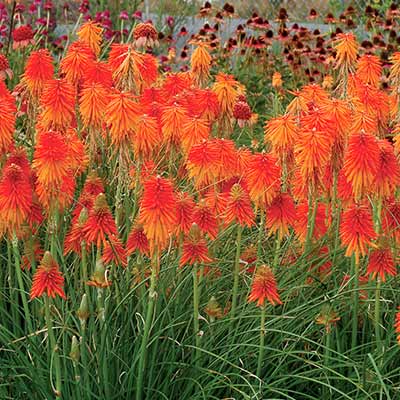 Kniphofia 'Fire Glow'