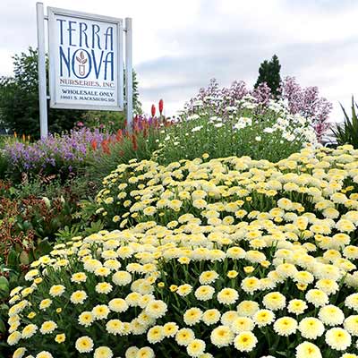 Leucanthemum 'Luna'