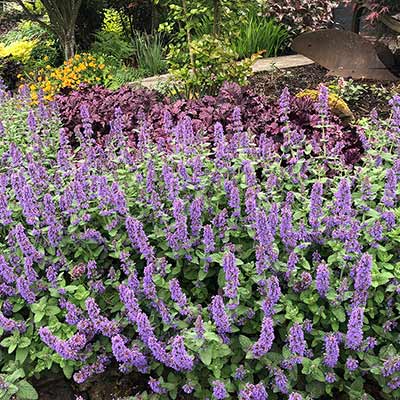 Nepeta 'Purple Haze'