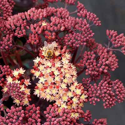 Sedum 'Conga Line'