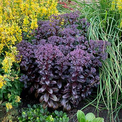 Sedum 'Dark Magic'