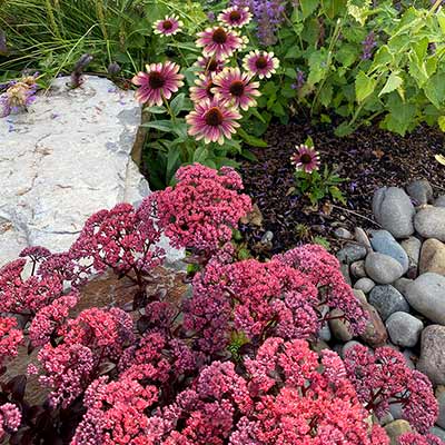 Sedum 'Dark Magic'