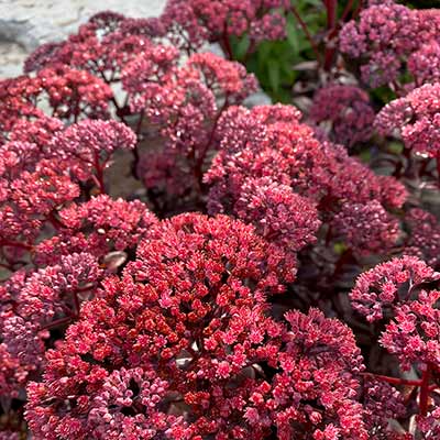 Sedum 'Dark Magic'