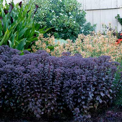 Sedum 'Dark Magic'