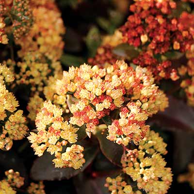 Sedum 'Peach Pearls'