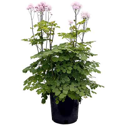 Thalictrum NIMBUS™ 'Pink'