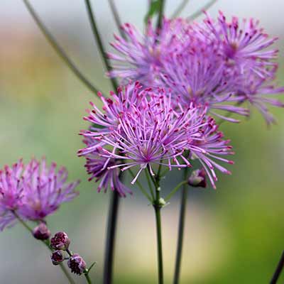 Thalictrum NIMBUS™ 'Pink'