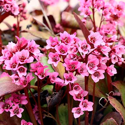 Bergenia 'Flirt'