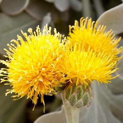 Centaurea 'Snowy Owl'