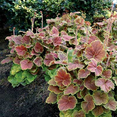 Heuchera NORTHERN EXPOSURE™ 'Sienna'