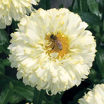 Leucanthemum 'Luna'