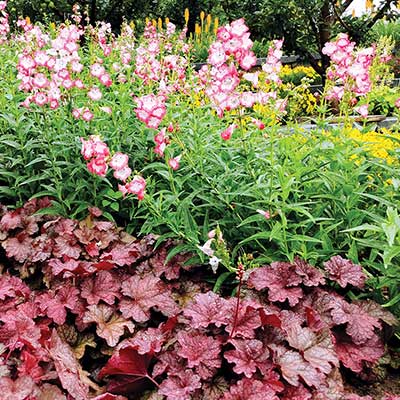 Penstemon 'Watermelon Taffy'