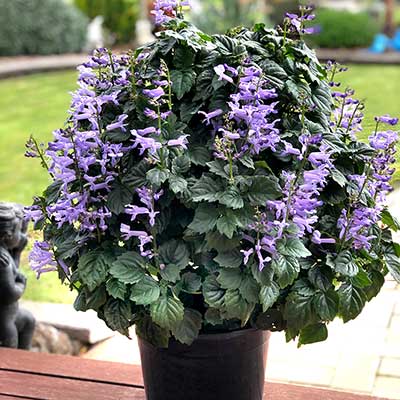 Plectranthus VELVET™ 'Idol'