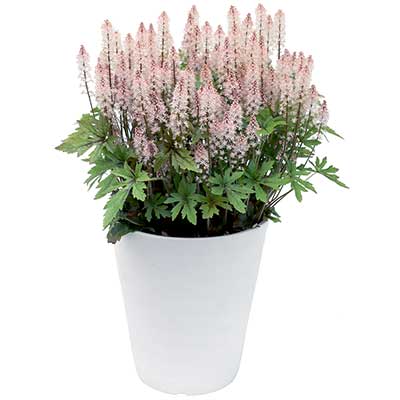 Tiarella 'Pink Skyrocket'