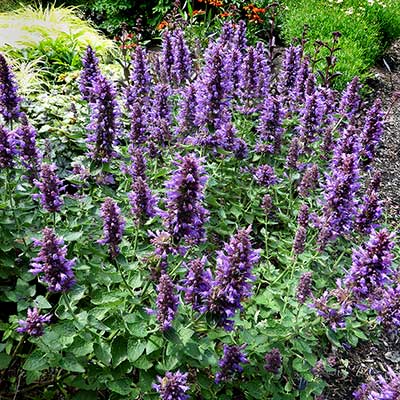 Agastache POQUITO® 'Dark Blue'