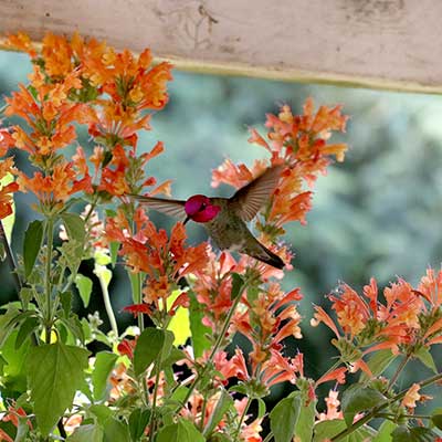 Agastache POQUITO® 'Orange'