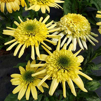 Echinacea SUN DIAL™ 'Zenith'