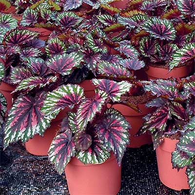 Begonia T REX® 'Painter's Palette'