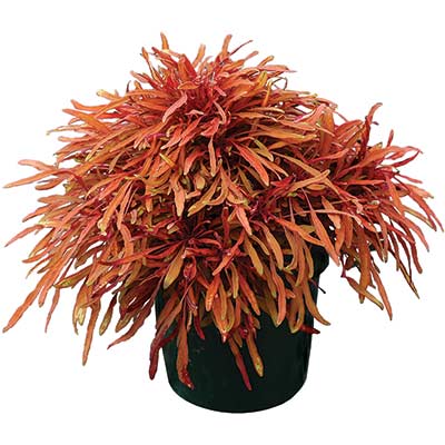 Coleus FANCY FEATHERS™ 'Copper'