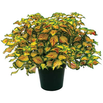 Coleus TERRA NOVA® 'Electric Slide'