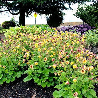 Geum TEMPO™ 'Yellow'