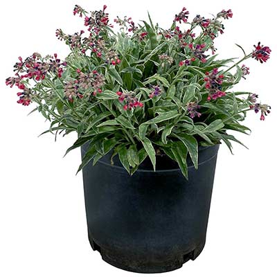 Pulmonaria 'Raspberry Frost'