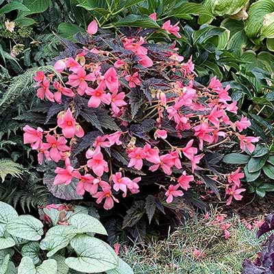 Begonia COCOA™ 'Enchanted Evening'