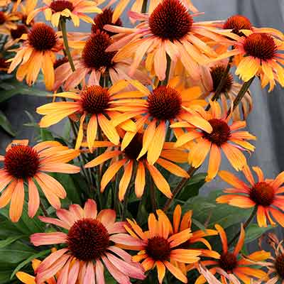 Echinacea PRIMA™ 'Tiger'