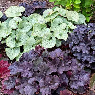 Heuchera NORTHERN EXPOSURE™ 'Black'