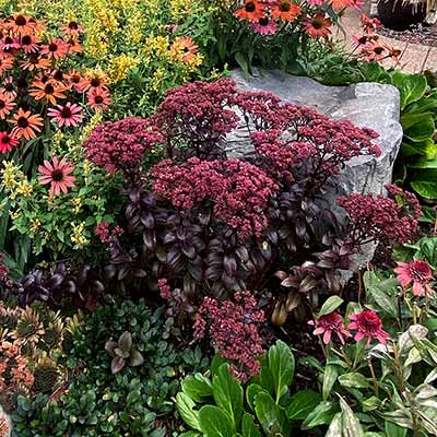 Sedum 'Dark Magic'