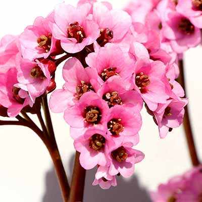 Bergenia VINTAGE™ 'Blush'