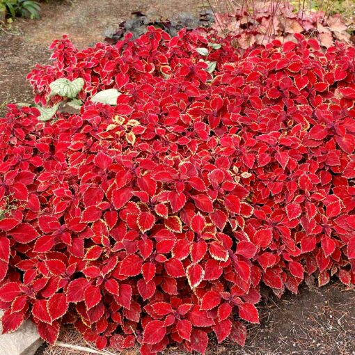 Coleus COLOR CLOUDS™ 'Be Mine'