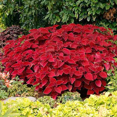 Coleus COLOR CLOUDS™ 'Valentine'