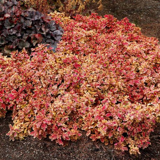 Coleus TERRA NOVA® 'Marrakesh'