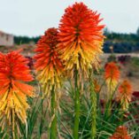 Kniphofia POCO™ ‘Daybreak’